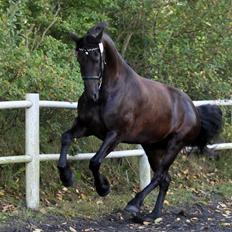 Frieser Zita Fan De Deen