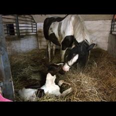 Pinto Birkelygårds Niko