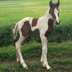 Pinto Birkelygårds Niko