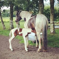 Pinto Birkelygårds Niko