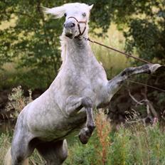 Connemara BELL PRINCE - 1. Klasse Avls Hingst ''Prins''