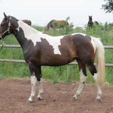 Pinto Randrupmølles jolene 