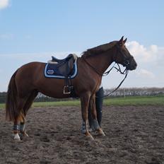 Anden særlig race Lillefix Ever uniqe solgt 