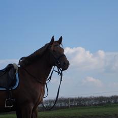 Anden særlig race Lillefix Ever uniqe solgt 