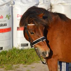 Welsh Partbred (Sec F) Kroghsgårds Elvis