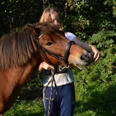 Welsh Partbred (Sec F) Kroghsgårds Elvis