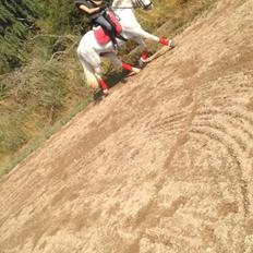 Welsh Pony (sec B) Bjerregårds bravour