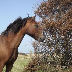 Dartmoor Nørregården´s Artemis