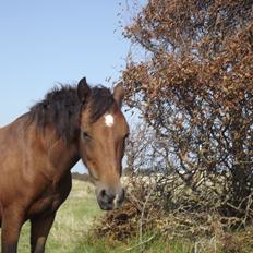 Dartmoor Nørregården´s Artemis