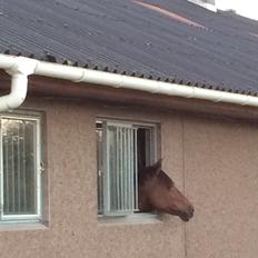 DSP Zatarra SPH197 *B-PONY*