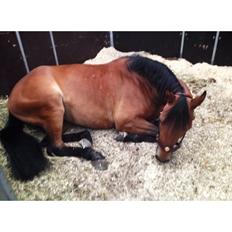 DSP Thorups's De-Venti