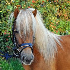 Shetlænder Højager's Raia