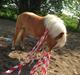 Haflinger Albert Hestvang