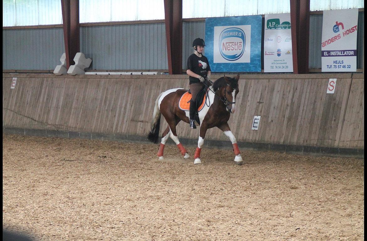 Anden særlig race DIXI [B-PONY] - Hende den dejlige på den lille PROP!!! billede 22