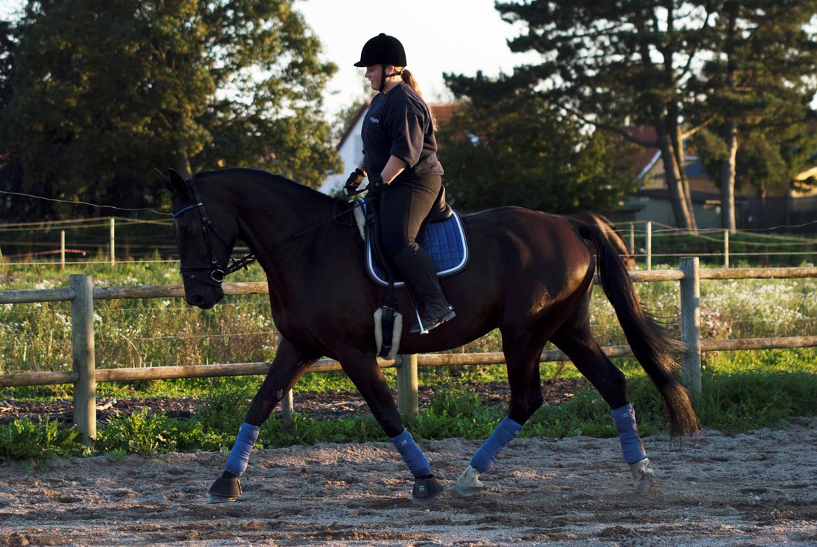 Oldenborg Safian's Con'nero billede 8