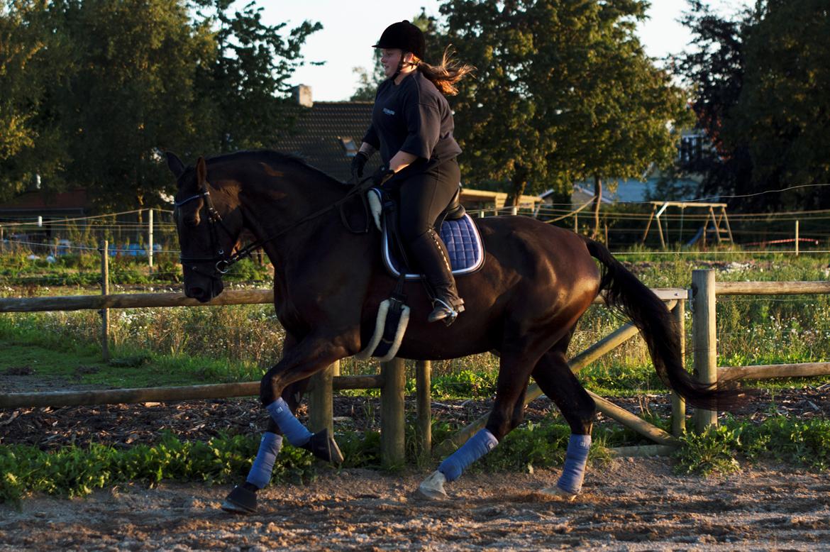 Oldenborg Safian's Con'nero billede 10