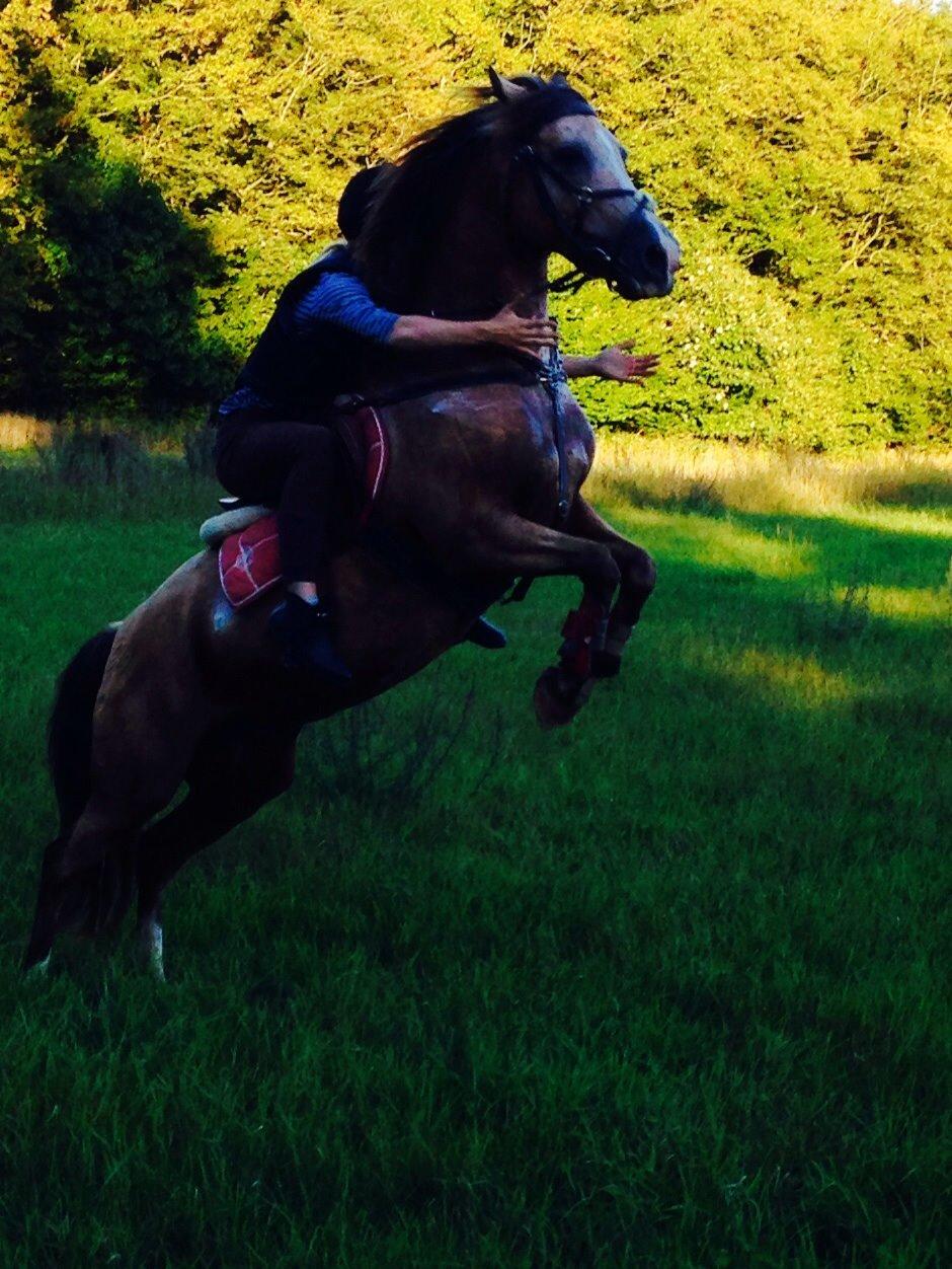 Anden særlig race Yellow billede 3