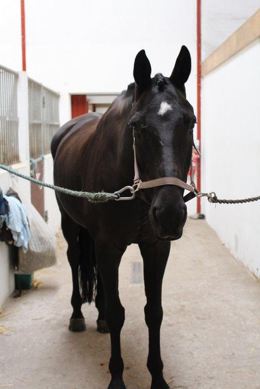 Dansk Varmblod Tekno - Tekno med syet øje inden præmieoverrækkelse <3 billede 4