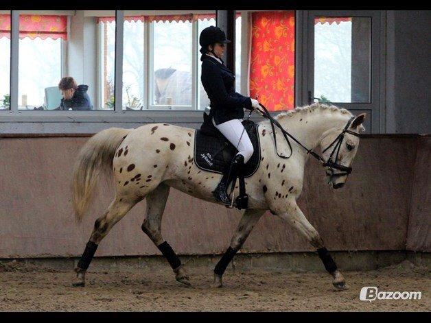 Knabstrupper Friis' Petrea billede 10