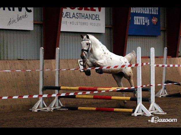 Knabstrupper Friis' Petrea billede 7