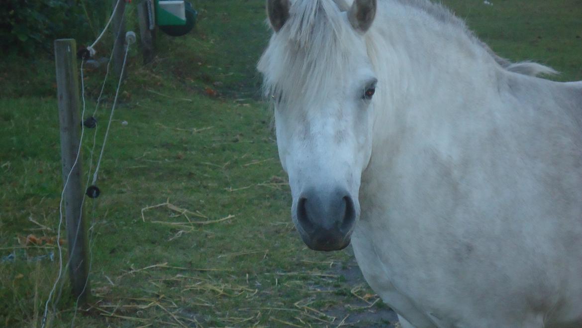 Anden særlig race Silas billede 8