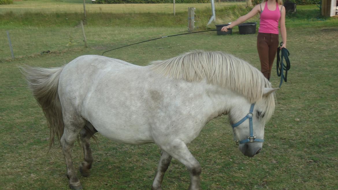 Anden særlig race Silas billede 10
