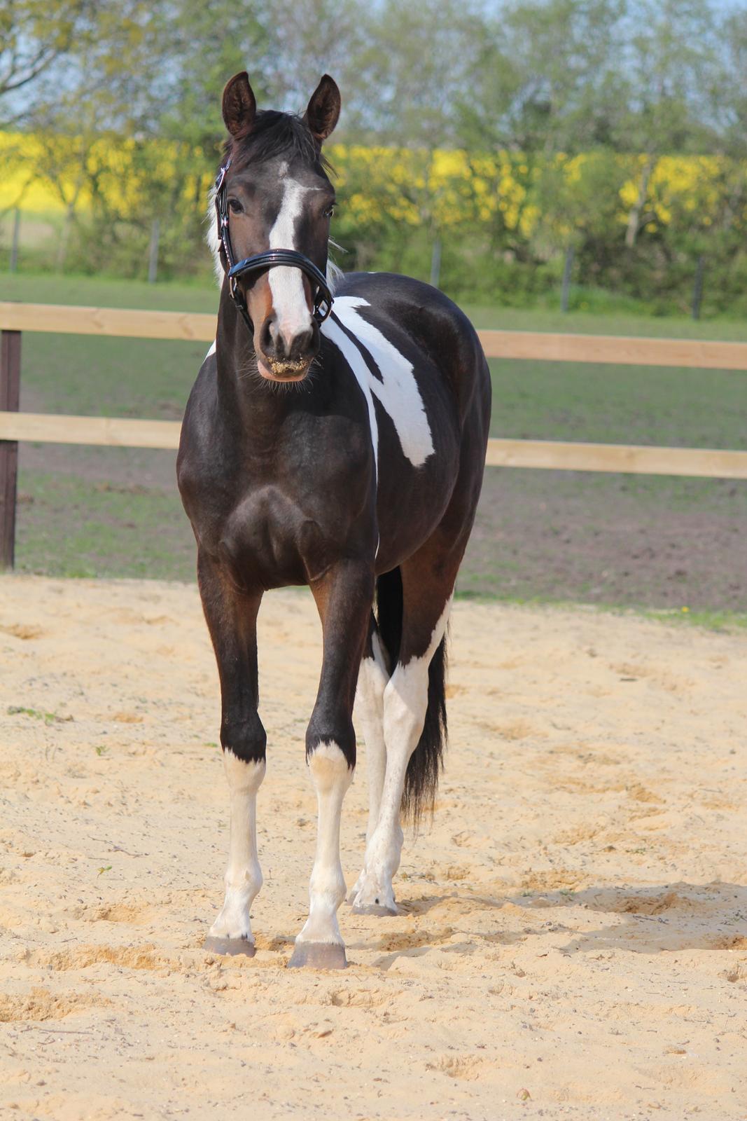 Pinto Rubins Dimarni billede 17