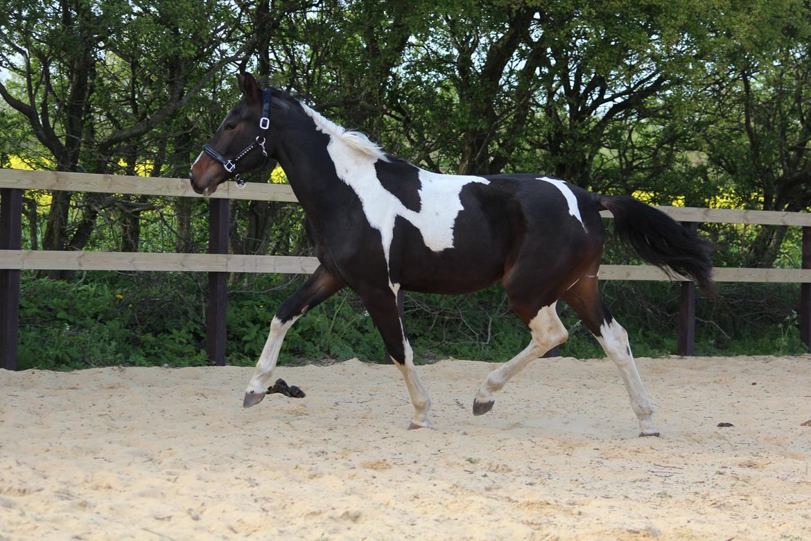 Pinto Rubins Dimarni billede 11