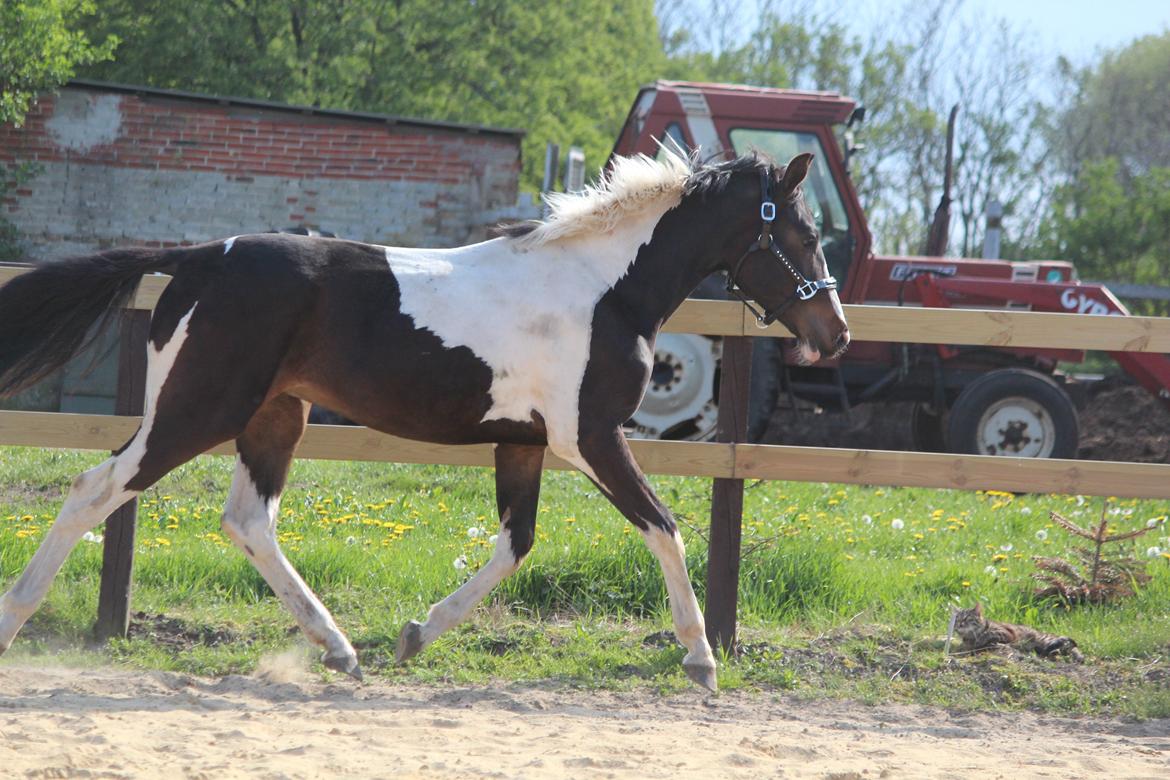 Pinto Rubins Dimarni billede 15