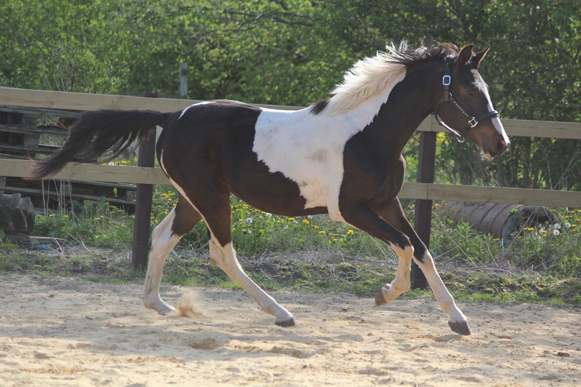 Pinto Rubins Dimarni billede 19