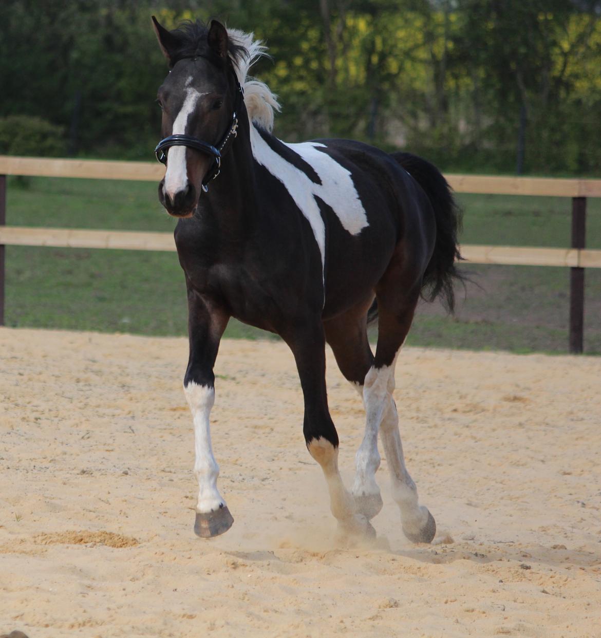 Pinto Rubins Dimarni billede 1