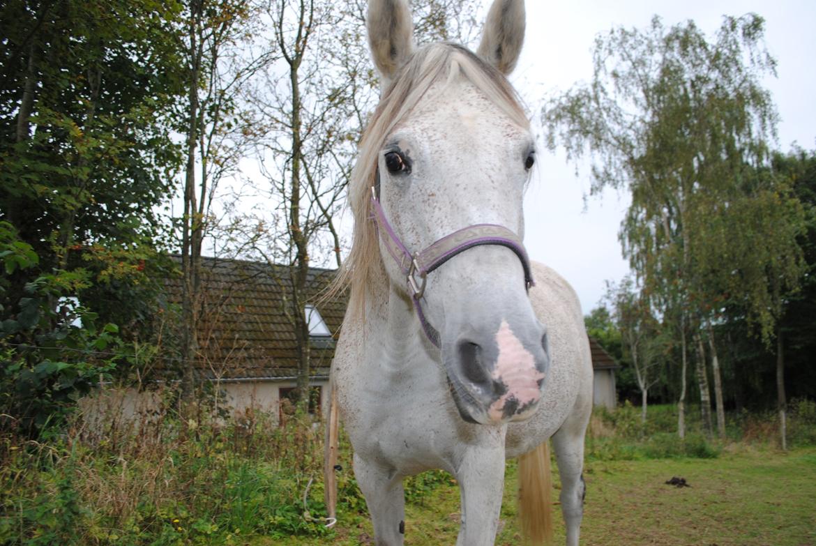 Arabisk fuldblod (OX) Pallas Athene - *NYT* Taget d. 7/9-2014 billede 9