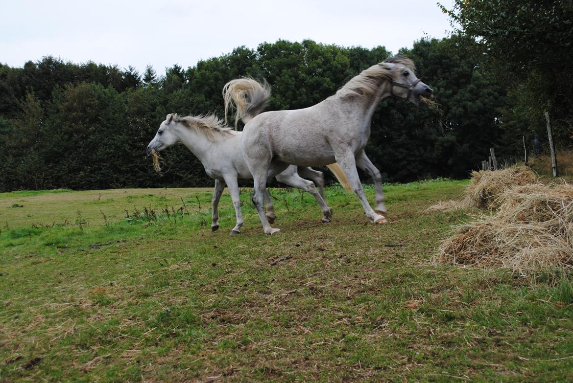 Arabisk fuldblod (OX) Pallas Athene - *NYT* Taget d. 7/9-2014 billede 14