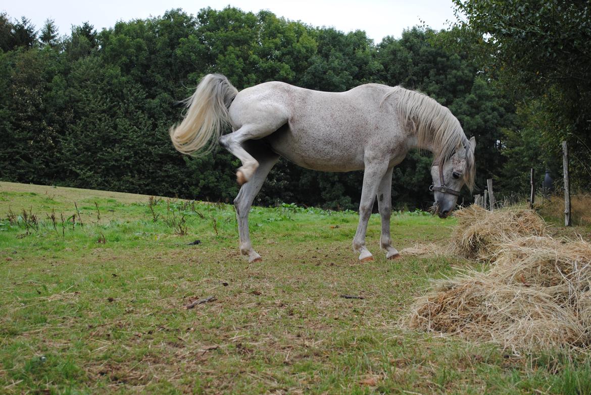 Arabisk fuldblod (OX) Pallas Athene - *NYT* Taget d. 7/9-2014 billede 16