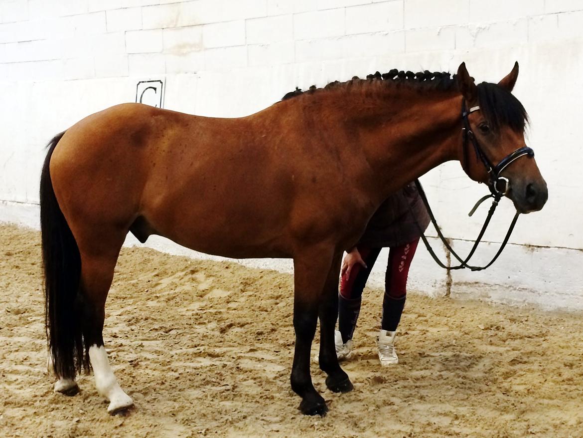 New Forest Saxos Sir kick a' lot billede 1