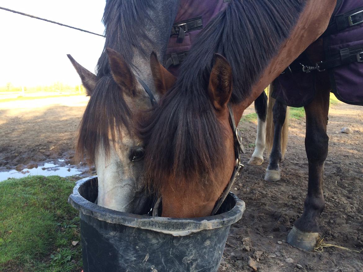 New Forest Saxos Sir kick a' lot billede 3