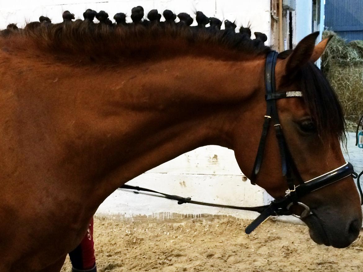 New Forest Saxos Sir kick a' lot billede 2