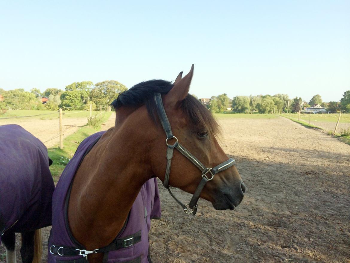 New Forest Saxos Sir kick a' lot billede 4