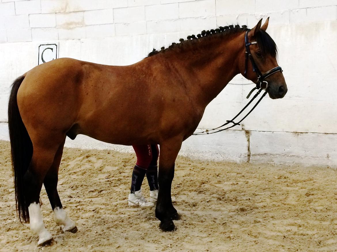 New Forest Saxos Sir kick a' lot billede 6