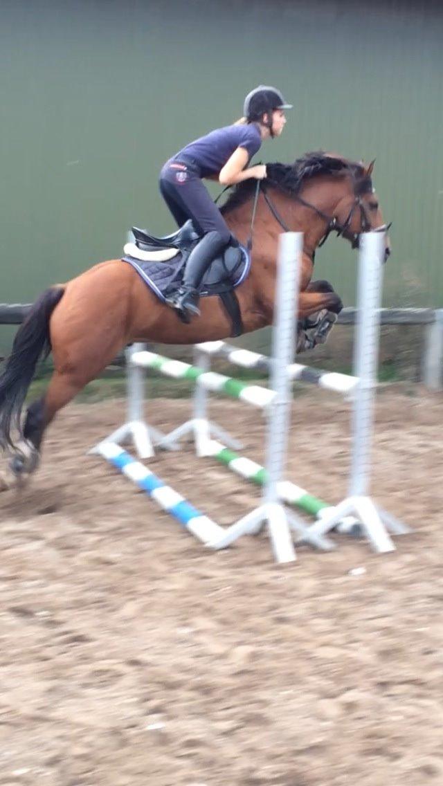 New Forest Saxos Sir kick a' lot billede 7