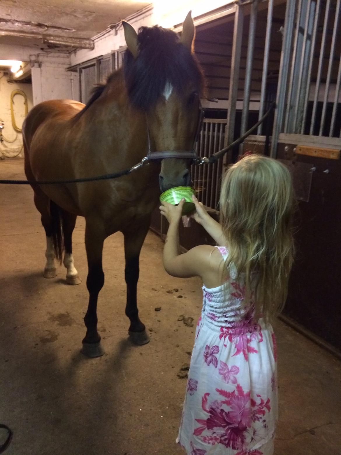 New Forest Saxos Sir kick a' lot billede 5