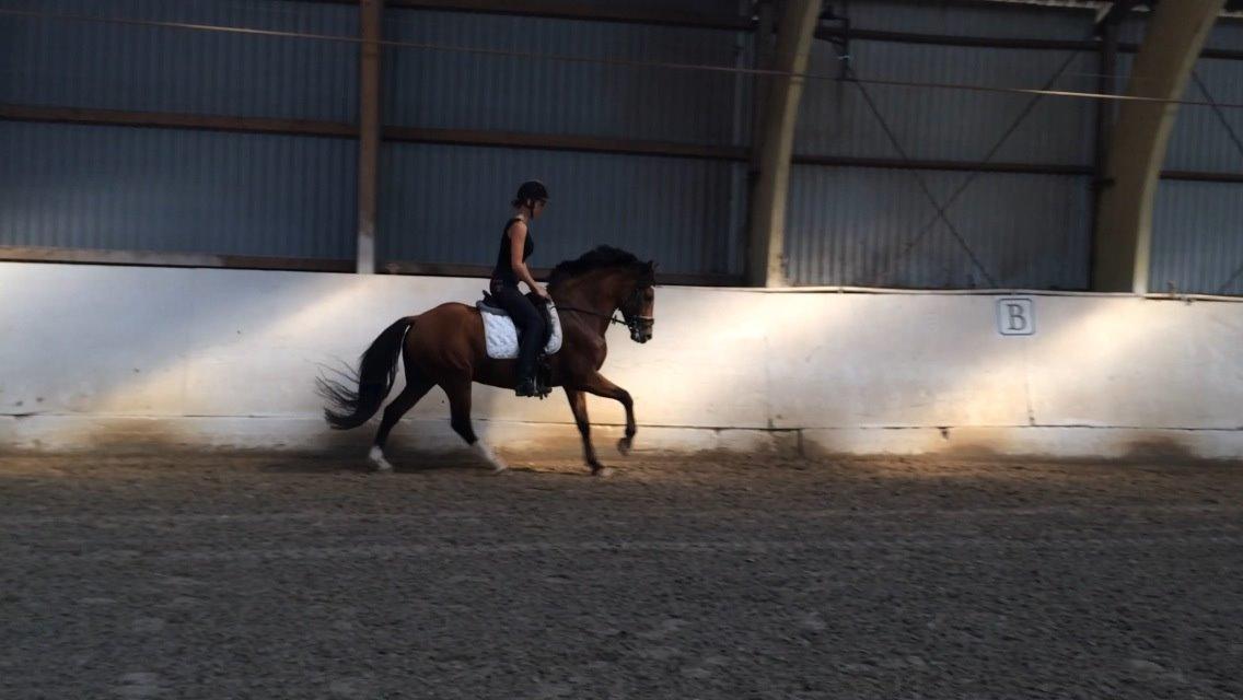 New Forest Saxos Sir kick a' lot billede 11