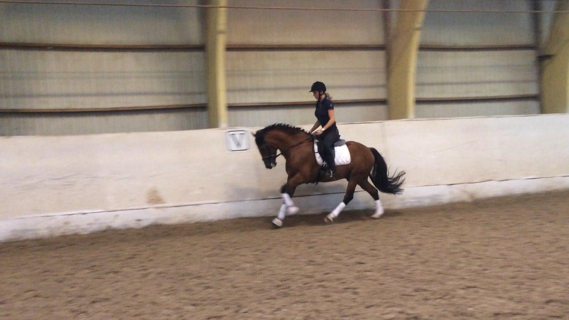 New Forest Saxos Sir kick a' lot billede 10