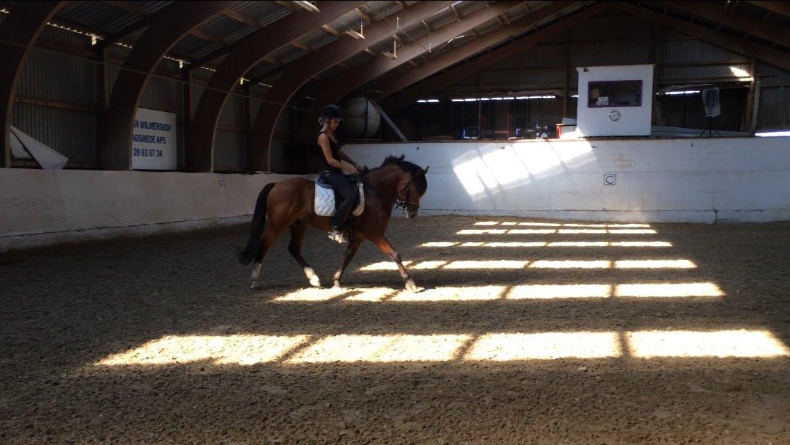 New Forest Saxos Sir kick a' lot billede 13