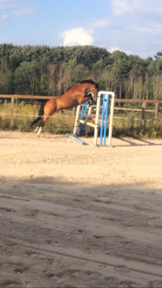 New Forest Saxos Sir kick a' lot billede 14