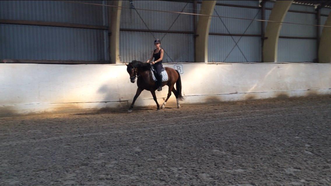 New Forest Saxos Sir kick a' lot billede 12