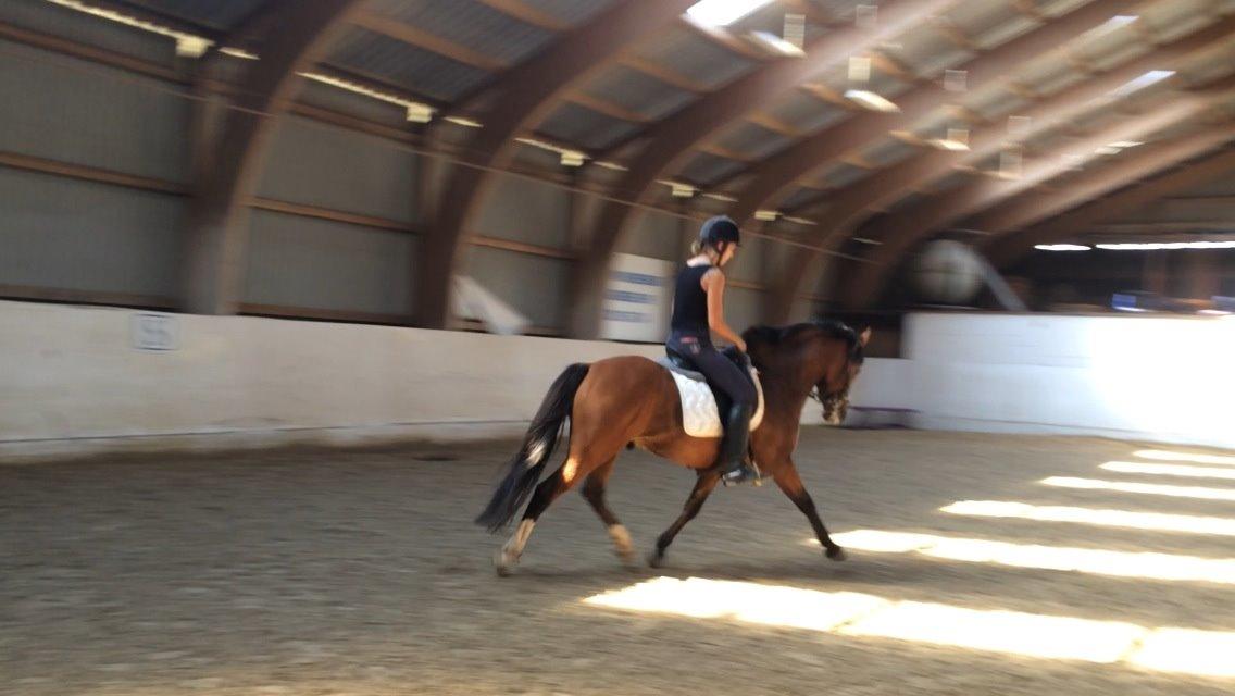 New Forest Saxos Sir kick a' lot billede 16