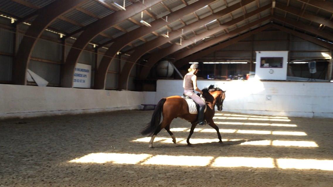 New Forest Saxos Sir kick a' lot billede 17