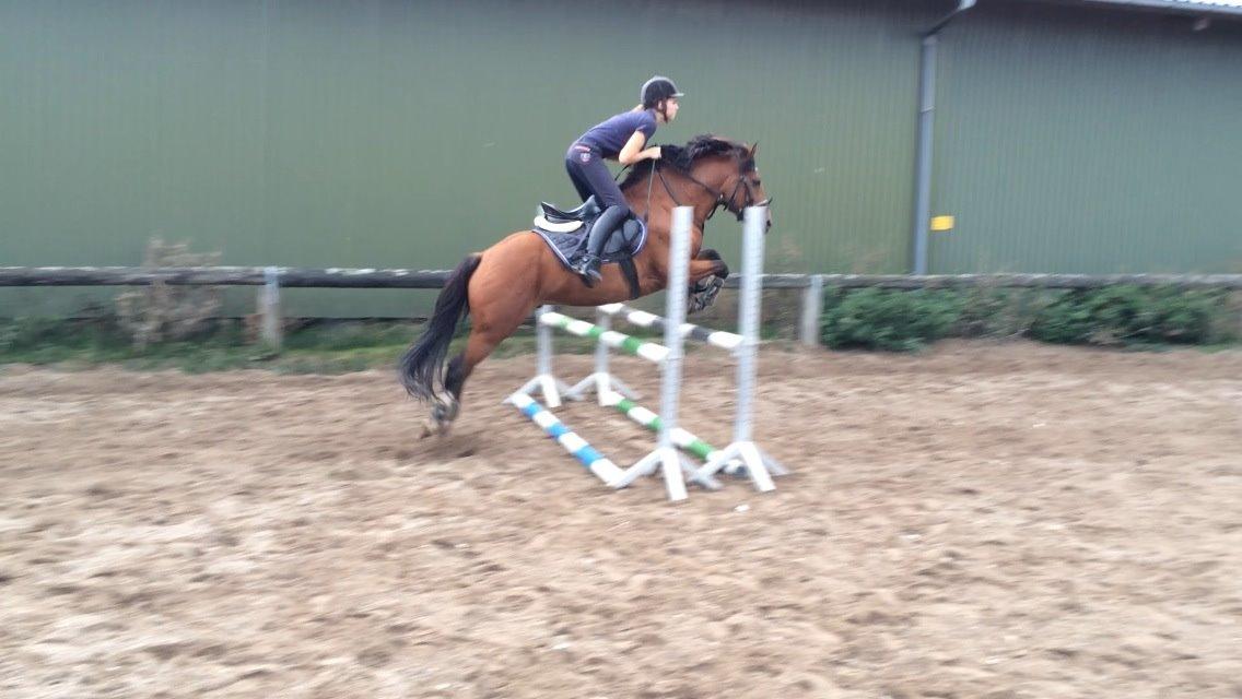 New Forest Saxos Sir kick a' lot billede 18