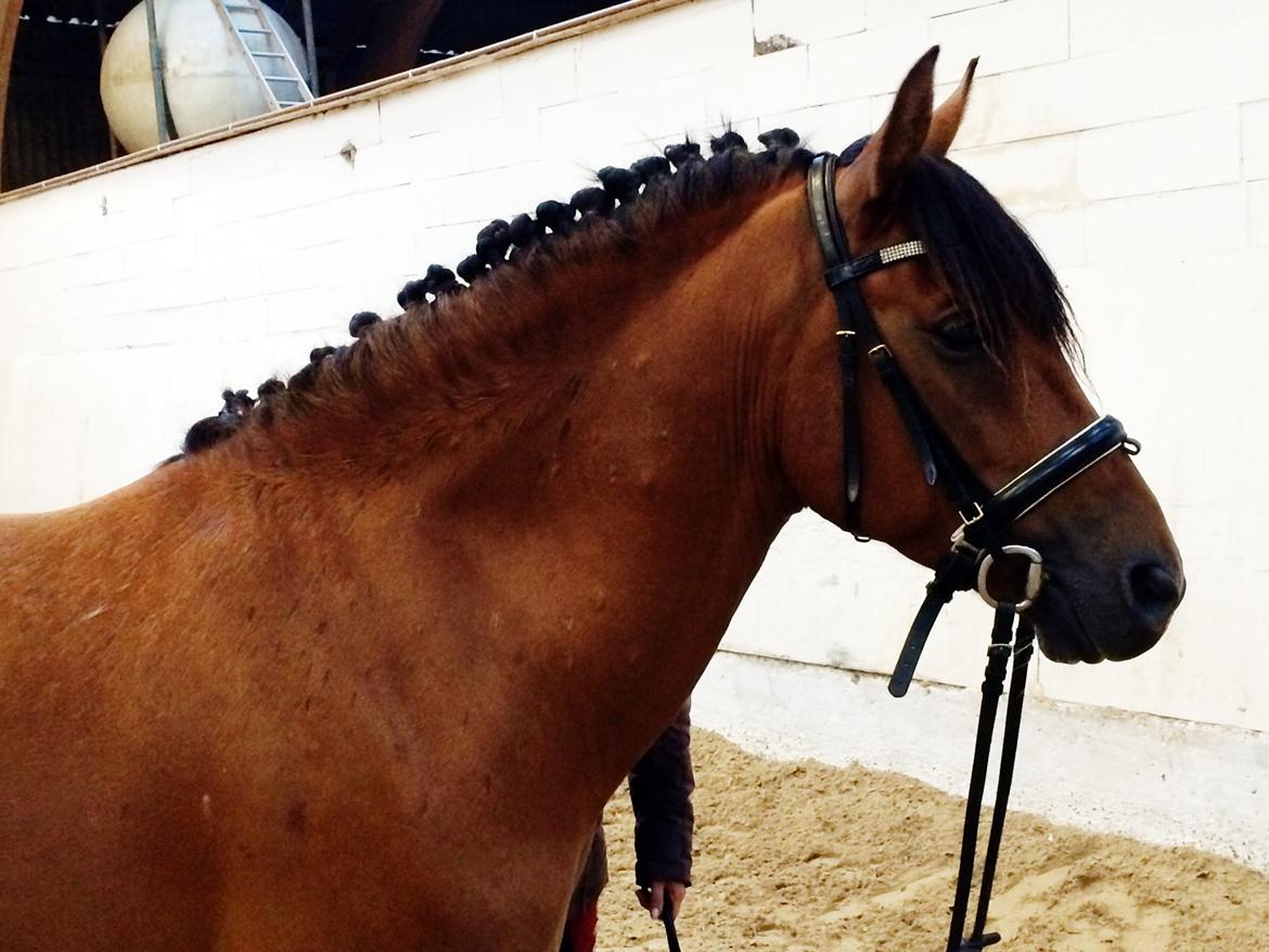 New Forest Saxos Sir kick a' lot billede 19